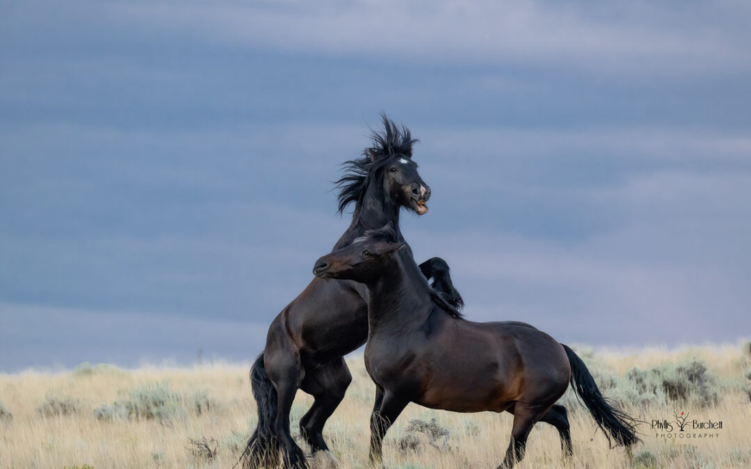 Wild Horses & Prayer